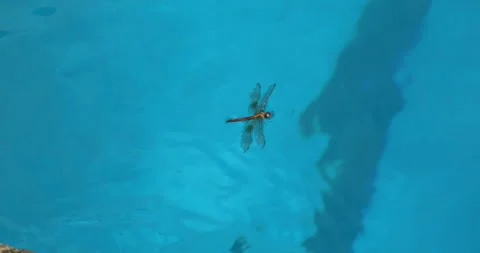 Dragonfly on a Water Stock Footage 320359450