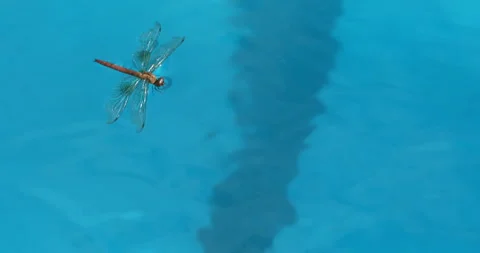 Dragonfly on a Water Stock Footage 320359631