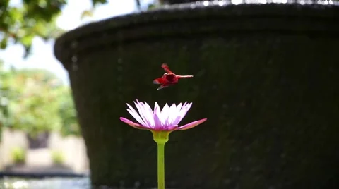 Dragonfly water lily 库存影片 48634876