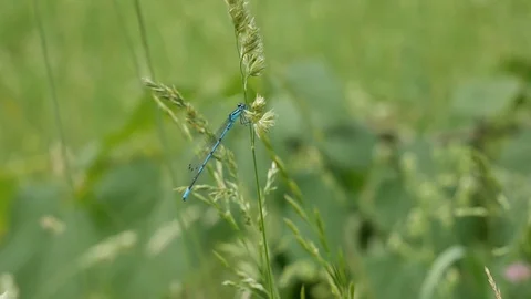 The dragonfly waves on a cone Video stock 117097637