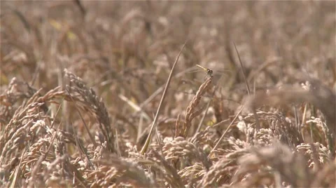 Dragonfly on wheat Stock Footage 56938659
