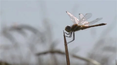 Dragonfly on wheat Stock Footage 56938707
