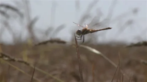 Dragonfly on wheat Stock Footage 56938824