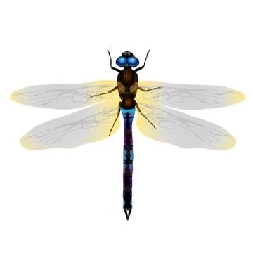 Dragonfly white back Stock Illustration