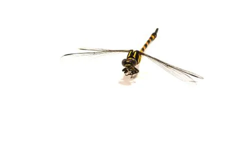Dragonfly, white background, dragonfly pattern, eyes looking for bait Stock Photos