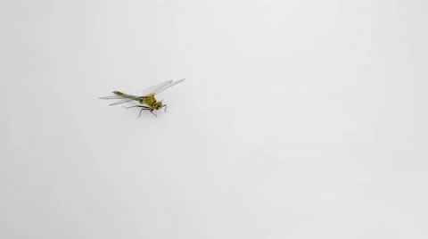 Dragonfly on white background Vídeos de archivo 63541288