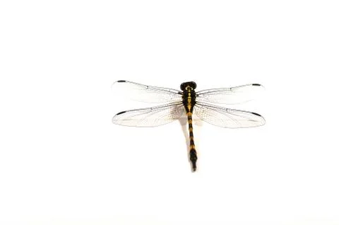 Dragonfly, white background, pattern of dragonfly, dragonfly shape Stock Photos
