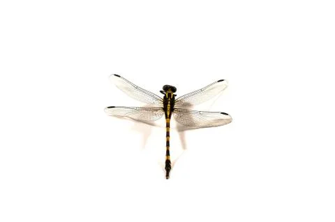 Dragonfly, white background, pattern of dragonfly, dragonfly shape Foto stock