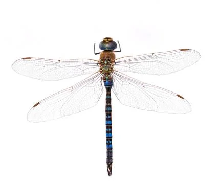 Dragonfly on a white background Stock Photos