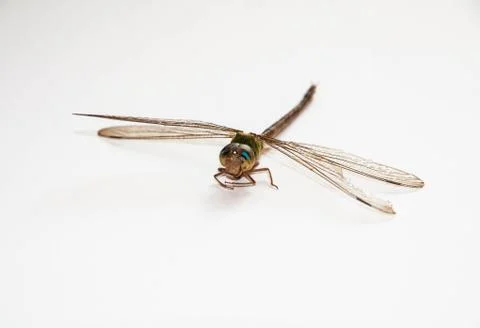 Dragonfly on white background Stock Photos