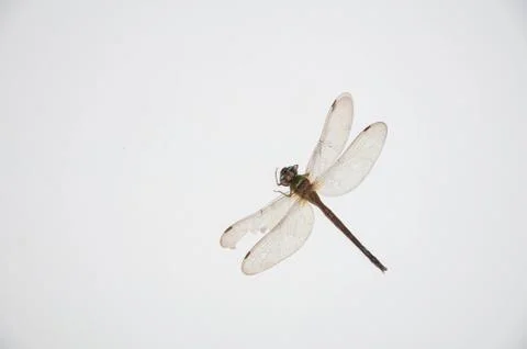 Dragonfly on white background Stock Photos