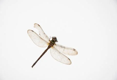 Dragonfly on white background Stock Photos