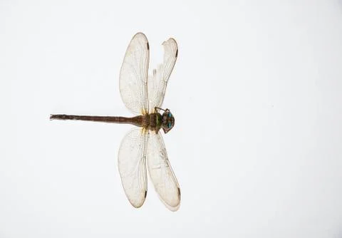 Dragonfly on white background Stock Photos