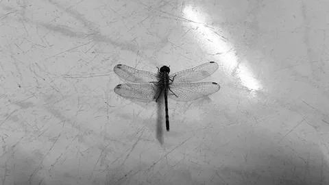 Dragonfly on a white background Stock Photos
