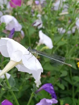 Dragonfly on a white flower Фото