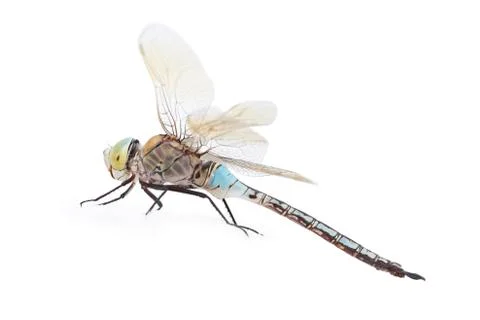 Dragonfly on white Stock Photos