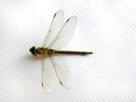 Dragonfly on a white sheet. Stock Photos