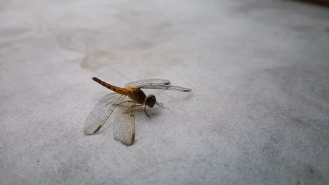 Dragonfly on white table Stock Footage 94336488