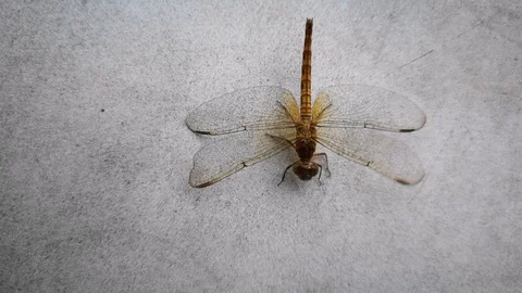 Dragonfly on white table Stock Footage 94336573