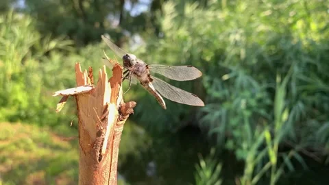 Dragonfly with white wings waved by wind sits on stick top Stock Footage 139771660