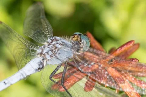 Dragonfly in the wild Stock Photos