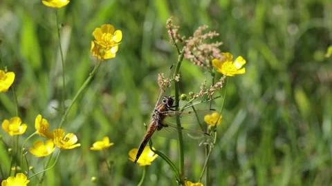 Dragonfly on wildflowers Vídeos de archivo 333994992