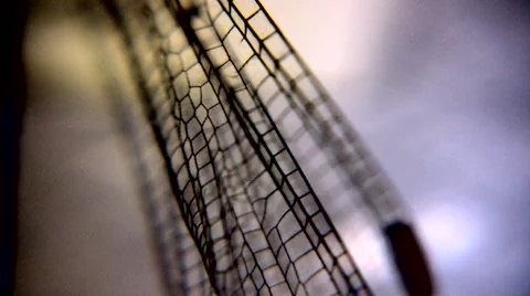 Dragonfly wing 動画素材 1072474