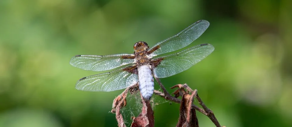 Dragonfly wings close-up Stock Photos