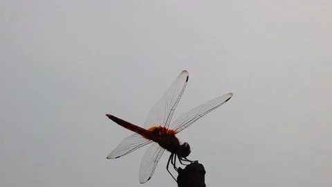Dragonfly wings closeup clear view slow motion Stock Footage 205925146