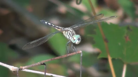 Dragonfly Wings Stockbeeldmateriaal 26075897