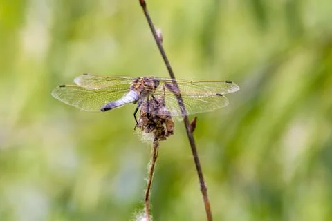 Dragonfly Wings Фото