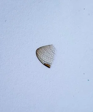 Dragonfly wings Foto stock