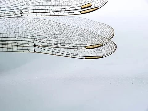 Dragonfly wings Foto stock