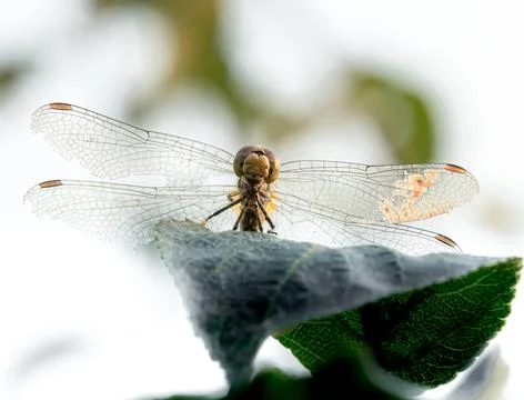 Dragonfly wings Stock Photos