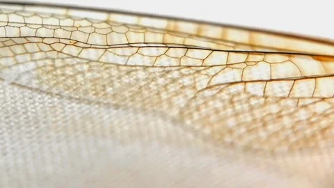 Dragonfly wings used for flying Stock Footage 252655292