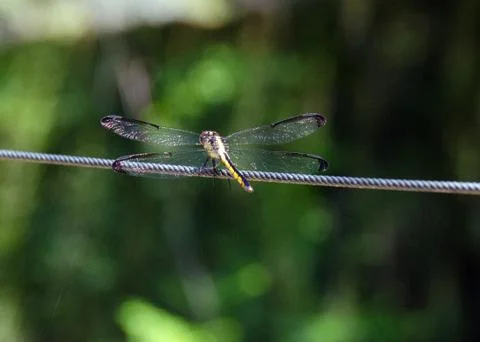 Dragonfly on a wire Stock Photos