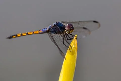 Dragonfly on a yellow plant. Stock Photos