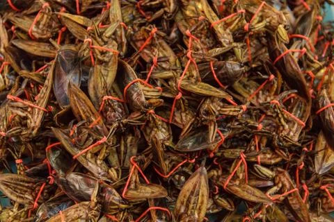 Dragonfly1 Stock Photos