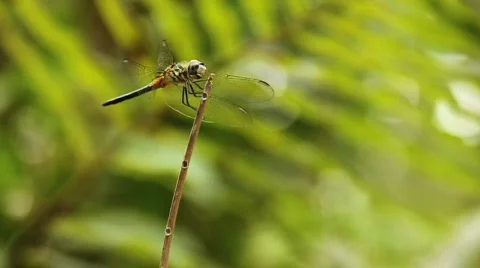Dragonfly2 Stock Footage 681357