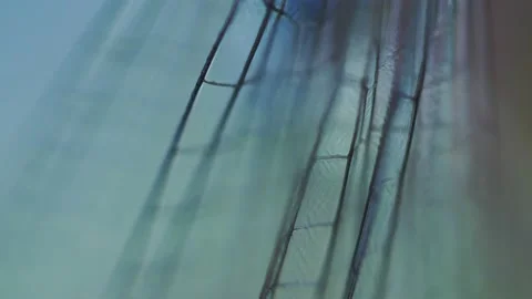 Dragonfly/Damselfy Wings Stock Footage 143699811