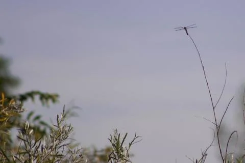 Dragonflyonstick 写真素材