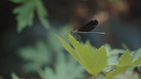 Dragonfly's flight from a leaf Vídeos de archivo 250348445