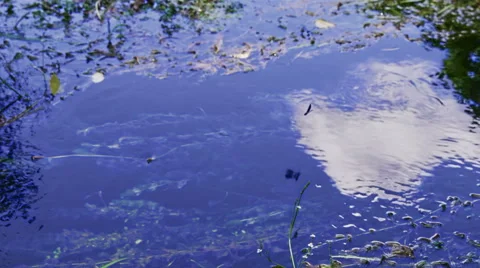 Dragonflys Stock Footage 46061070