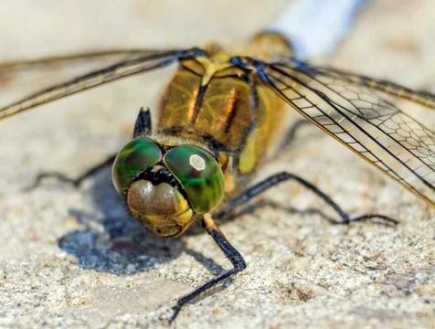 Dragonfly's head Stock Photos