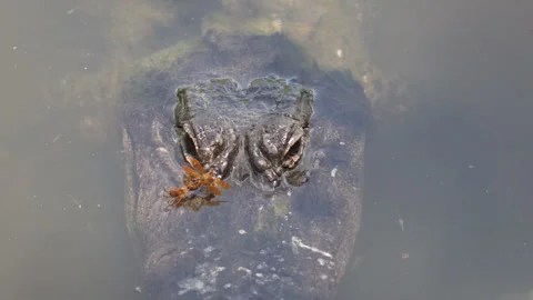 Dragonfly's mating on an alligator snout Stock Footage 276116174