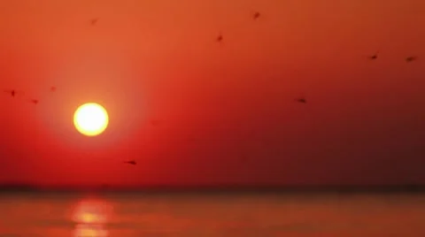 Dragonflys over the water Stock Footage 7749622