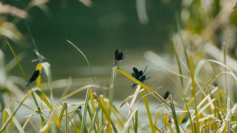 Dragonfly's in the pond Stock Footage 243514522