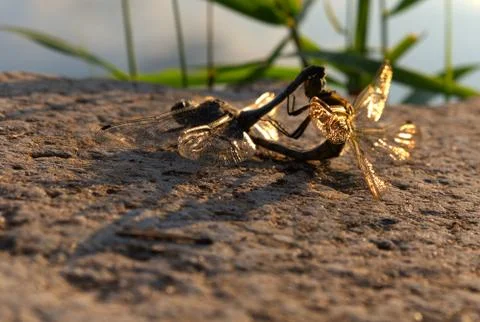 Dragonflys propagate at summer at a sea in thuringia germany Foto stock