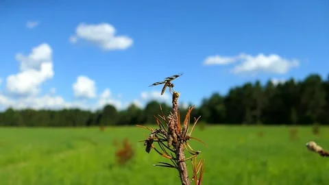 A dragonfly's wings are bent by the wind. Video stock 324763090