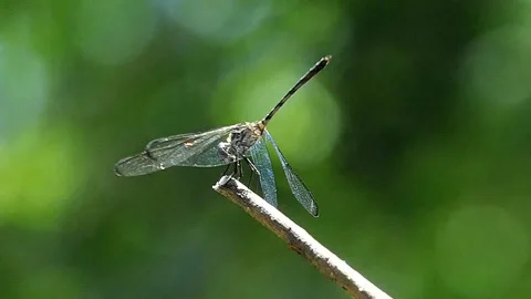 Dragonfly's wings shimmer in the sun. It takes off and returns with a meal. Vídeo Stock 159011990
